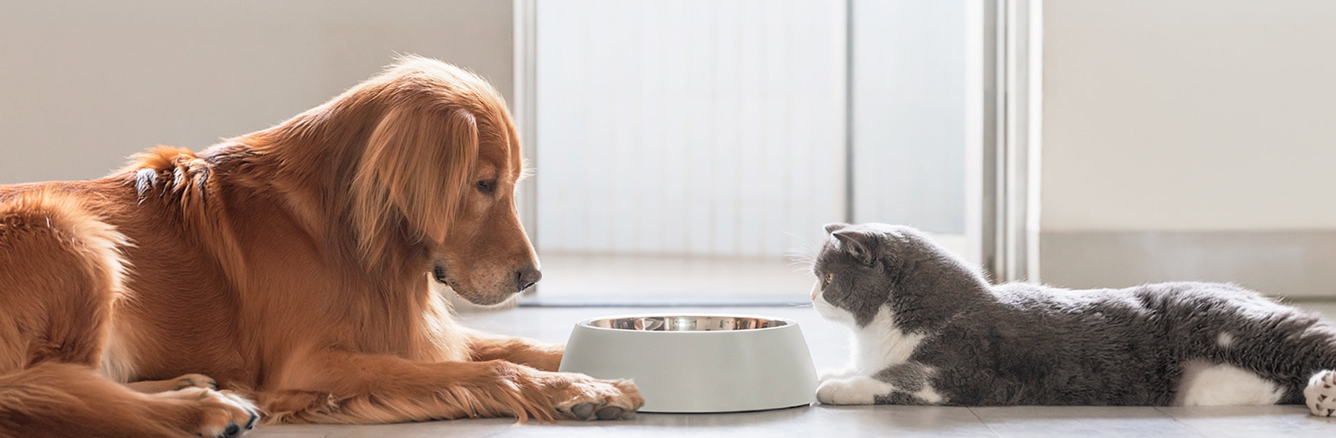 Cats vs Dogs: The Ultimate Body Battle