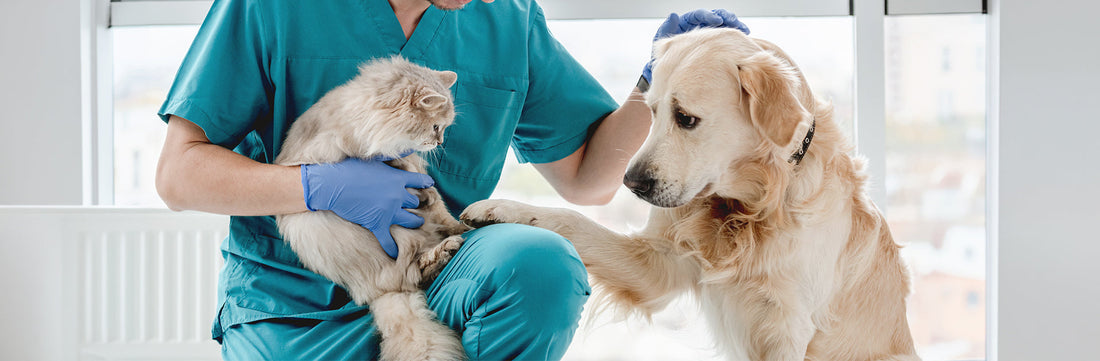Pancreatitis in Dogs & Cats: Spot It, Feed Right, Help Them Recover