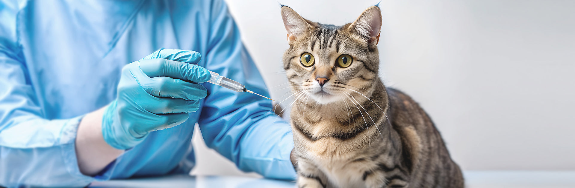 Diabetes Alert: Right Food = Happy Pet Life